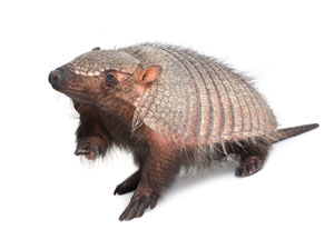 Armadillo