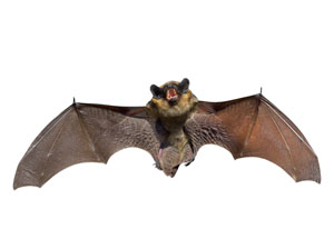 Bat