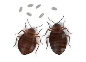 Bed Bug