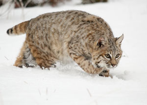 Bobcat