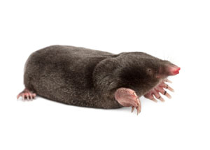 Mole