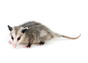 Opossum