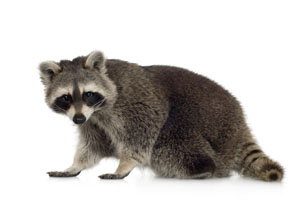 Racoon