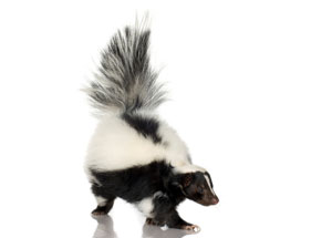 Skunk