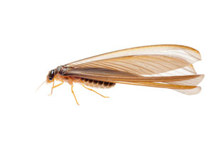 Termite