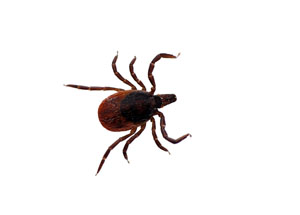 Tick